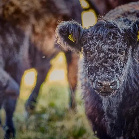 ホテル Wellings Parkhotel カンプ・リントフォルト