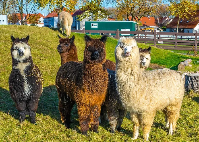 维灵格斯公园酒店 4*