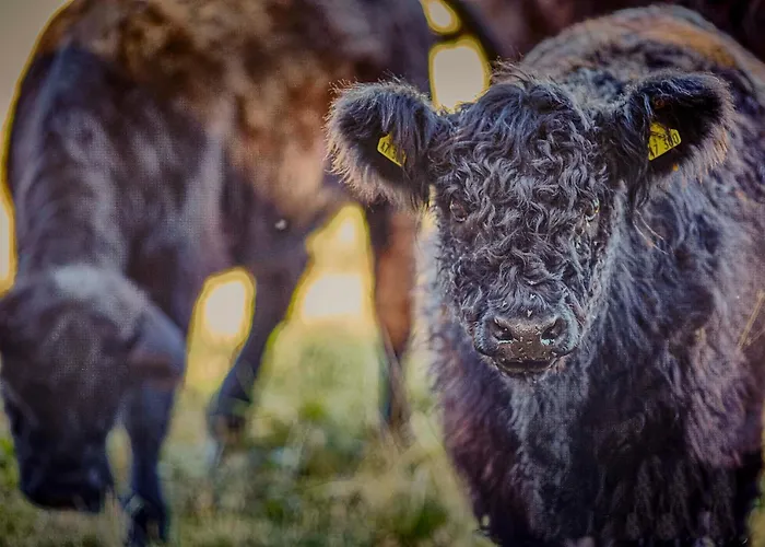 Otel Wellings Parkhotel Kamp-Lintfort